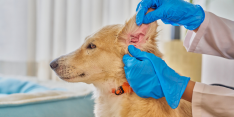 Chequeos veterinarios gratuitos buscan fomentar la salud preventiva de mascotas