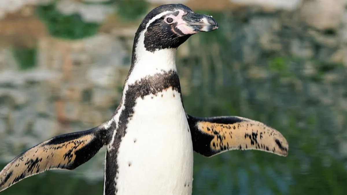 Recortes a Medio Ambiente golpea base de la protección ambiental incluida conservación de especies