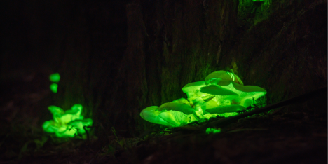 Plantas que brillan en la oscuridad: la biotecnología que podría iluminar ciudades