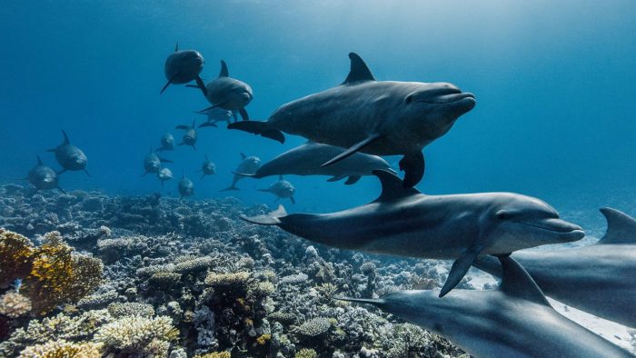 Festival Internacional de Cine del Mar en Concepción