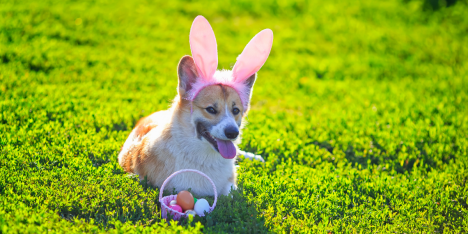 Mascotas y chocolate en Semana Santa: riesgos, síntomas y cómo prevenir intoxicaciones