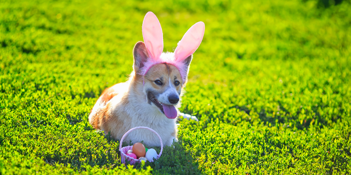 Mascotas y chocolate en Semana Santa: riesgos, síntomas y cómo prevenir intoxicaciones