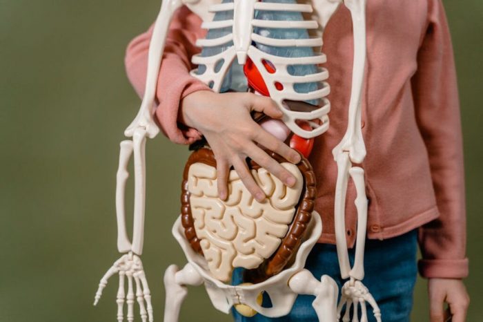 ¿Qué órganos de tu cuerpo son imprescindibles?