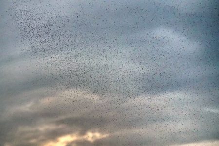 La nube de hematófagos que se dejó caer en Biobío