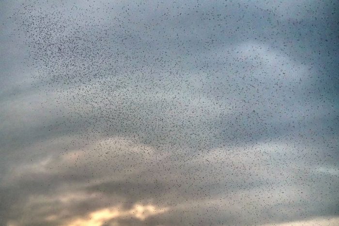 La nube de hematófagos que se dejó caer en Biobío