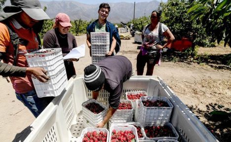 Más de agraz que de dulce: la encrucijada de la cereza en Ñuble