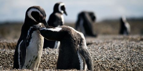 Día del Pingüino: la carrera contra el tiempo para proteger al Humboldt