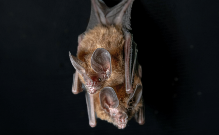 Murciélagos: los aliados invisibles del equilibrio ecológico