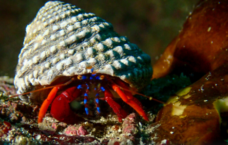 El "seguro" ambiental de Quiroz y los mil arrecifes ocultos en Chile