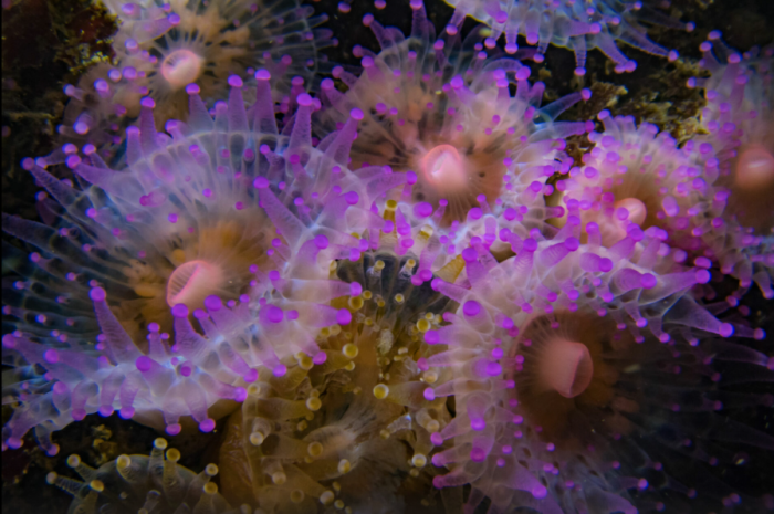 El mapa oculto de los arrecifes chilenos