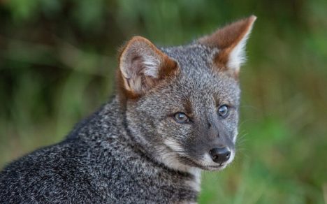 Biodiversidad bajo presión, pero no derrotada