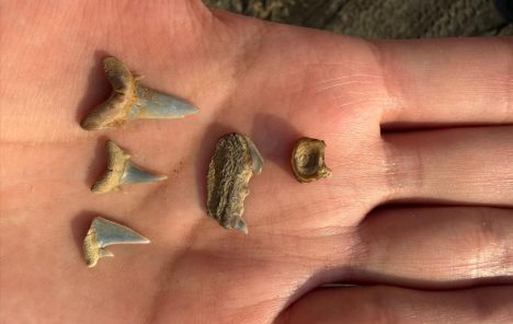 Fósiles de peces permiten reconstruir un antiguo mar más cálido en la zona central de Chile