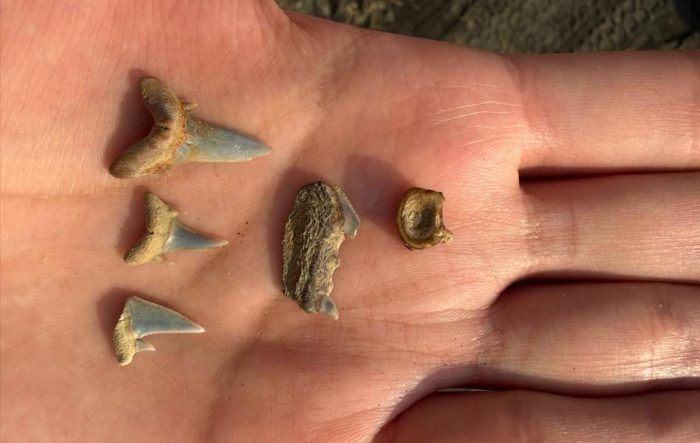 Fósiles de peces permiten reconstruir un antiguo mar más cálido en la zona central de Chile