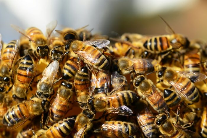 Las abejas son mucho mas que miel: el silencioso trabajo que sostiene la vida en el planeta