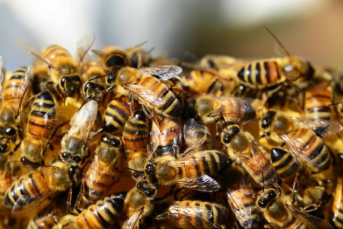 Las abejas son mucho mas que miel: el silencioso trabajo que sostiene la vida en el planeta