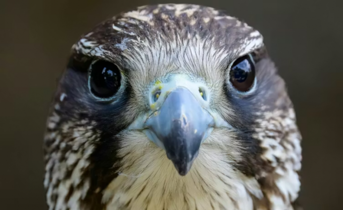Animales que no necesitan gafas