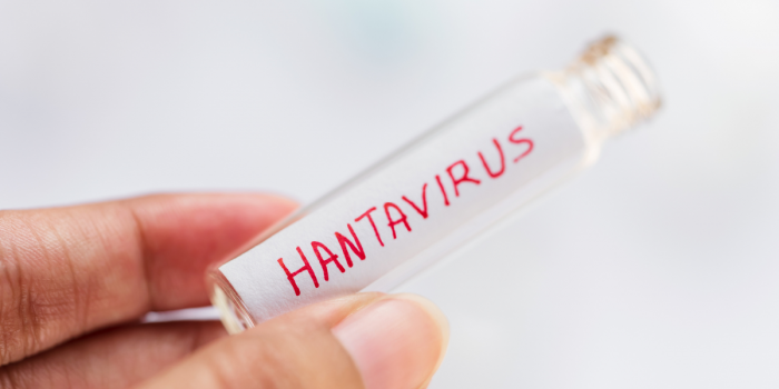 Hantavirus, más allá de estaciones y fronteras