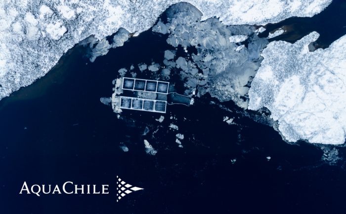 AquaChile mantiene liderazgo con sólidos márgenes