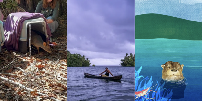 Futuro en marcha: rescate de fauna, refugios clave y educación oceánica