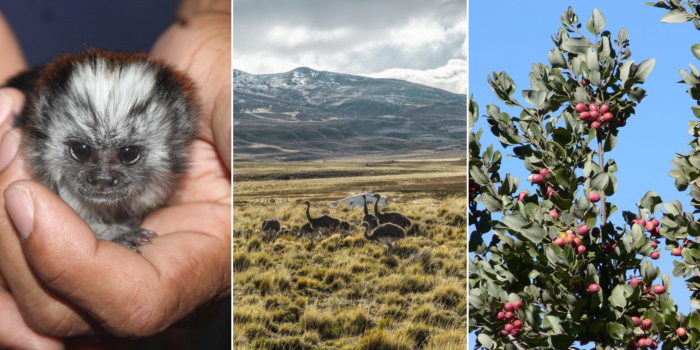 Futuro en marcha: nacen dos crías de tití cabeciblanco, el regreso del ñandú y protección del peumo