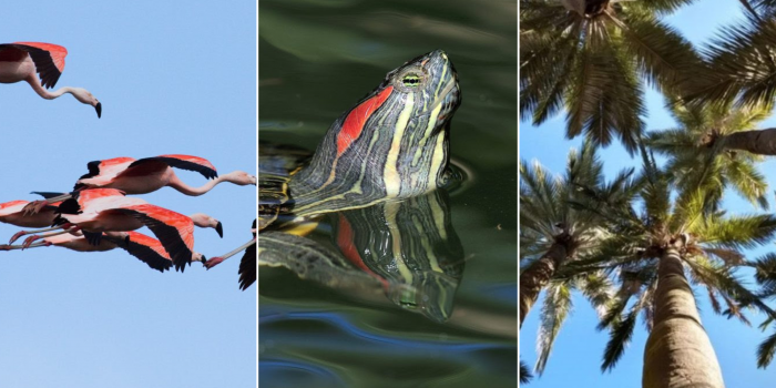 Futuro en marcha: viaje nocturno de flamencos, tenencia de tortugas exóticas y estudio sobre palma