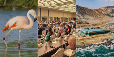 Futuro en marcha: flamencos en Algarrobo, científicos chilenos en cumbre japonesa y agua en minería