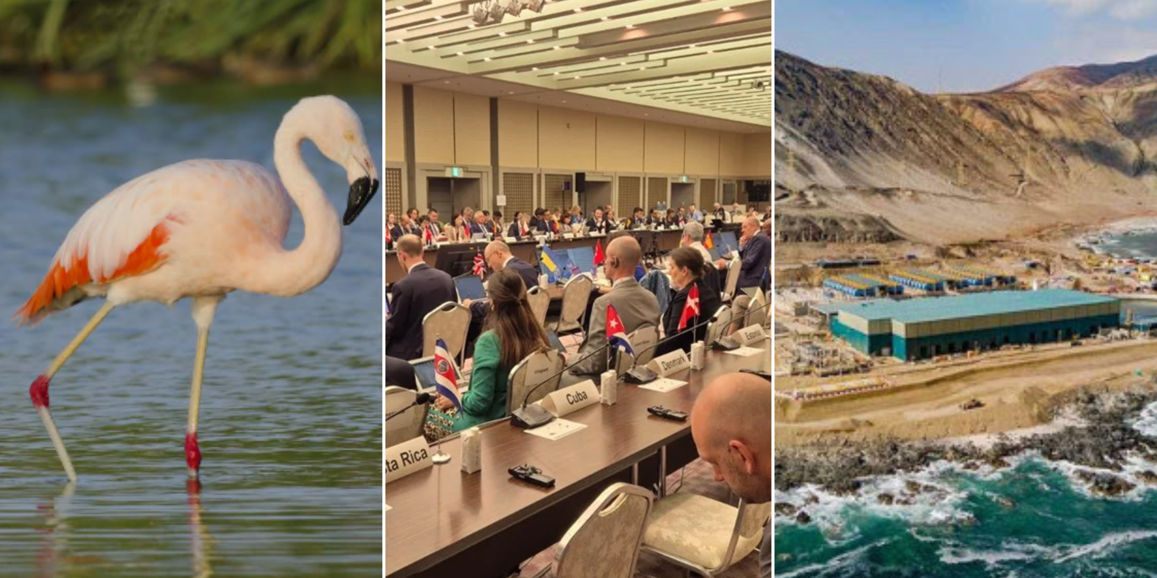 Futuro en marcha: flamencos en Algarrobo, científicos chilenos en cumbre japonesa y agua en minería