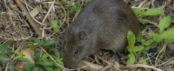 Hantavirus: un riesgo que no termina con el verano