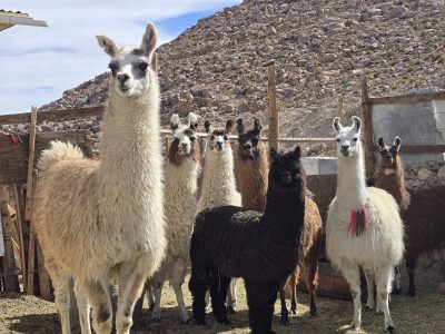 Investigación con National Geographic muestra que hábitat de camélidos era mayor en el pasado