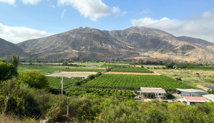 Pisqueras ancestrales del Valle del Limarí: rescatando la tradición del destilado nacional