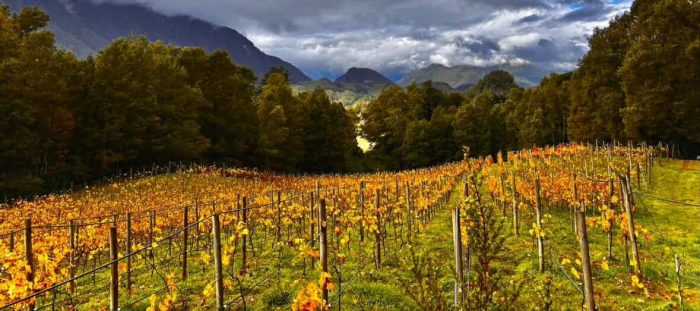 La viña extrema de La Araucanía que apuesta por vinos de alta expresión