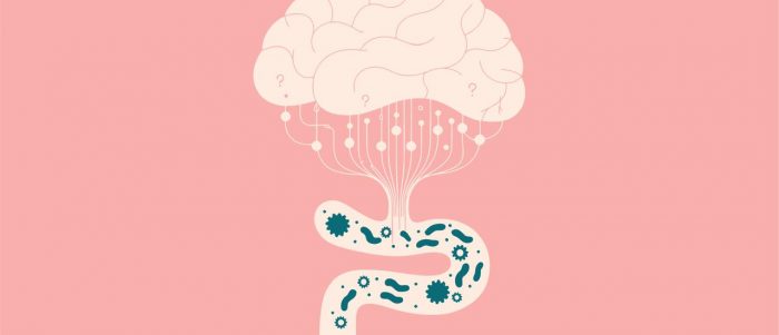 Niebla mental y microbiota: cómo la salud intestinal podría influir en la concentración y la memoria