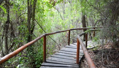 Parques Nacionales gratis: El código secreto de Conaf que casi nadie sabe para este fin de semana