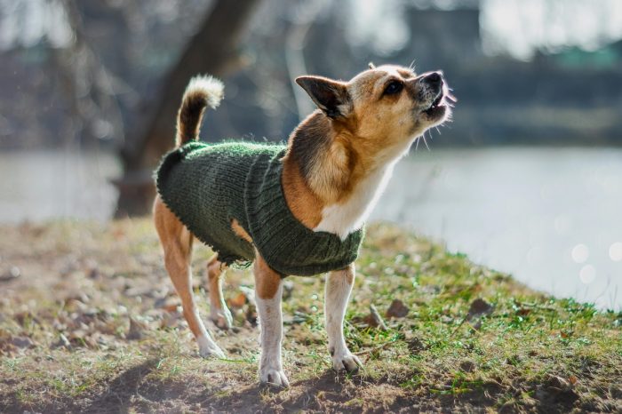 ¿Abrigar o no abrigar a la mascota? No todos los perros y gatos lo necesitan