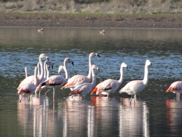 Los humedales más hermosos de Chile y los que están en riesgo de desaparecer