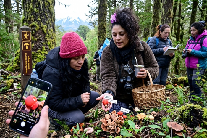 Entre bosques y hongos: el micoturismo toma fuerza en Pucón como nueva apuesta de turismo sostenible