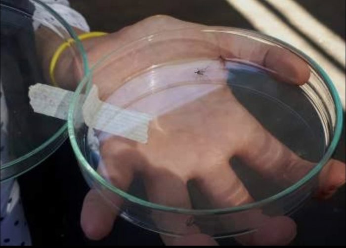 Detectan zancudo Aedes aegypti en Antofagasta y activan protocolo sanitario