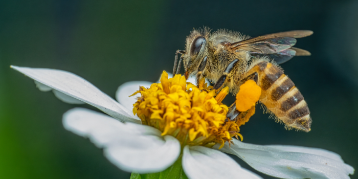 Día Mundial de las Abejas: ciencia nuclear busca proteger la miel chilena