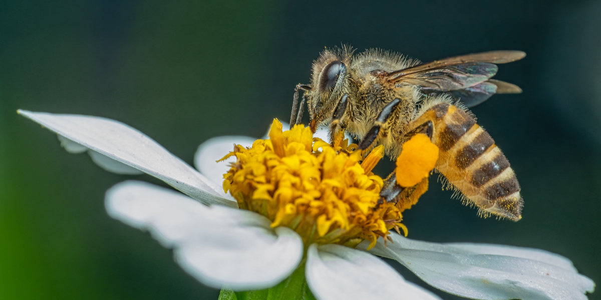 Día Mundial de las Abejas: ciencia nuclear busca proteger la miel chilena