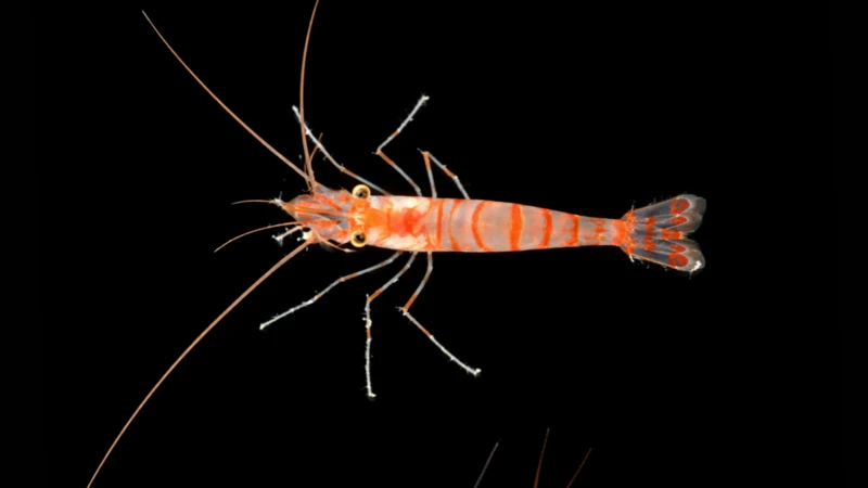 El tiburón fantasma, la esponja carnívora y otras 1.100 especies marinas descubiertas en solo un año
