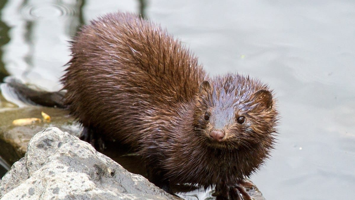 Especies invasoras son serio riesgo sanitario y económico, no solo ambiental, advierte científico