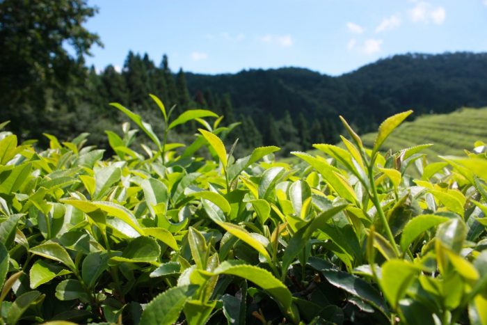 Día Internacional del Té: el auge de los destinos turísticos para disfrutar esta tradición milenaria