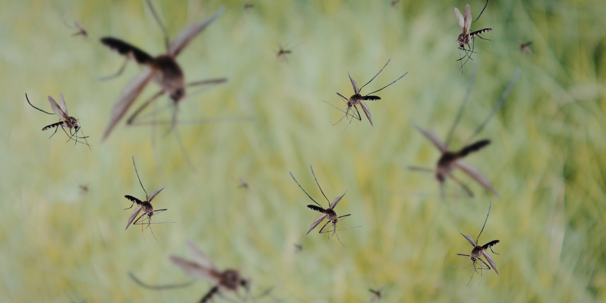 Alertan que especies invasoras amenazan salud, economía y biodiversidad