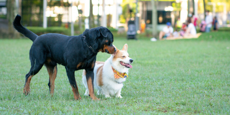 Sociabilización de mascotas: claves para mejorar la convivencia diaria