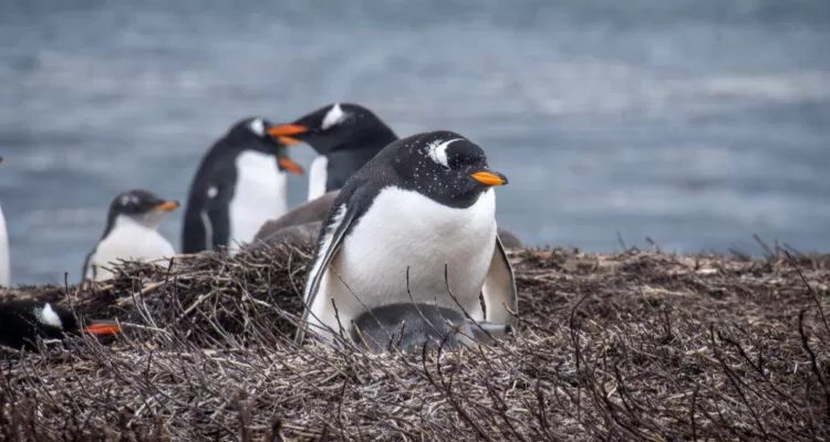 Biólogos descubren una nueva especie de pingüino por primera vez en cien años