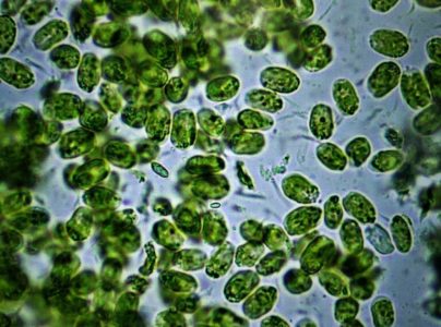La revolución biotecnológica en la Patagonia chilena