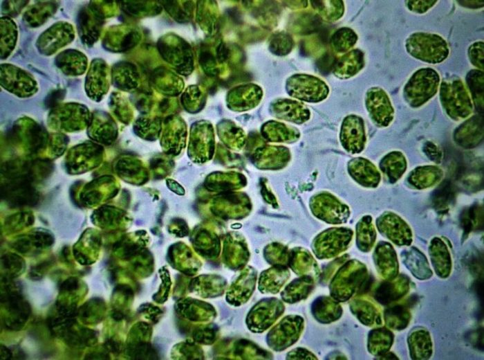 La revolución biotecnológica en la Patagonia chilena