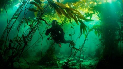 Megatransecto: la expedición que busca revelar rol climático de los bosques submarinos en Magallanes