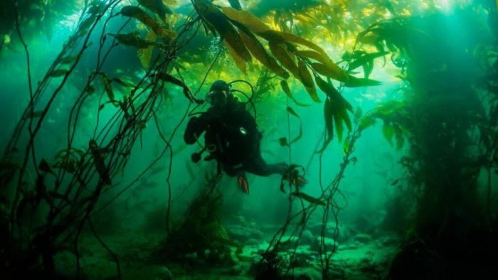 Megatransecto: la expedición que busca revelar rol climático de los bosques submarinos en Magallanes