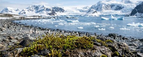 El peligroso “reverdecimiento” de la Antártica